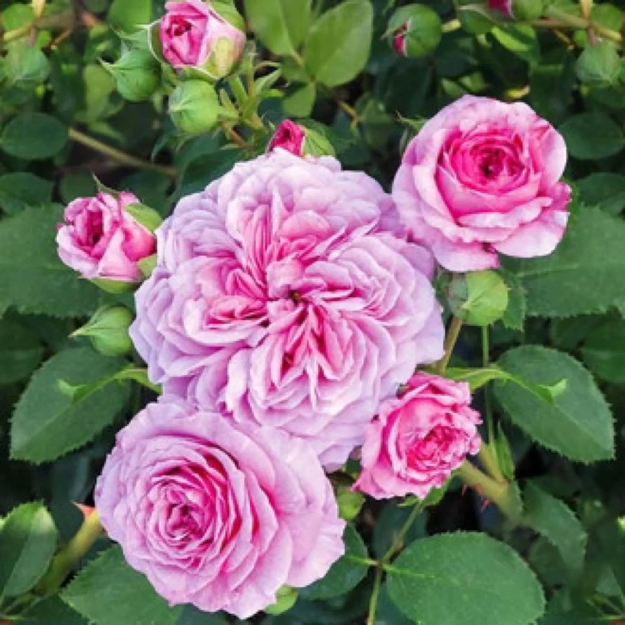 trandafir-floribunda-frayla-miarija-1 Trandafir Floribunda Frayla Miarija la Ghiveci 3L - anul 3 1