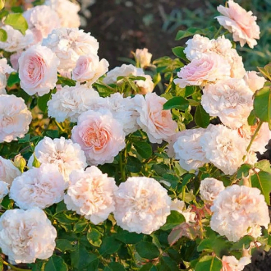 Trandafir Floribunda Fun Fashion la Ghiveci 3L - anul 3 1