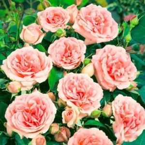 Trandafir Floribunda Kimono la Ghiveci 3L - anul 3 1