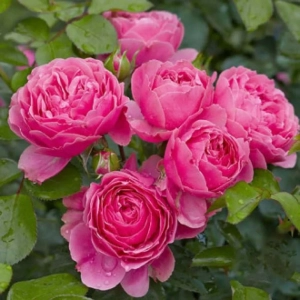 Trandafir Floribunda Leonardo da Vinci la Ghiveci 3L - anul 3 1