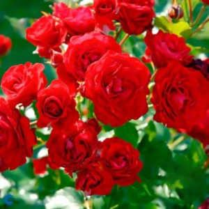 Trandafir Floribunda Nina la Ghiveci 3L - anul 3 1