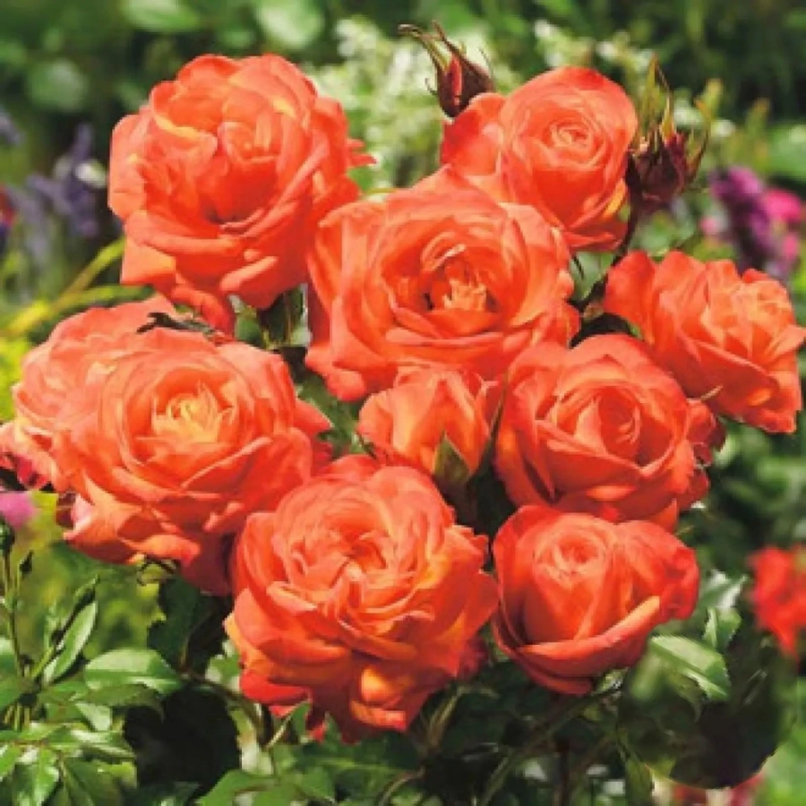 Trandafir Floribunda Orange la Ghiveci 3L - anul 3 1