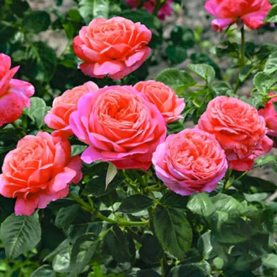 Trandafir Floribunda Peach Vaza la Ghiveci 3L - anul 3 1