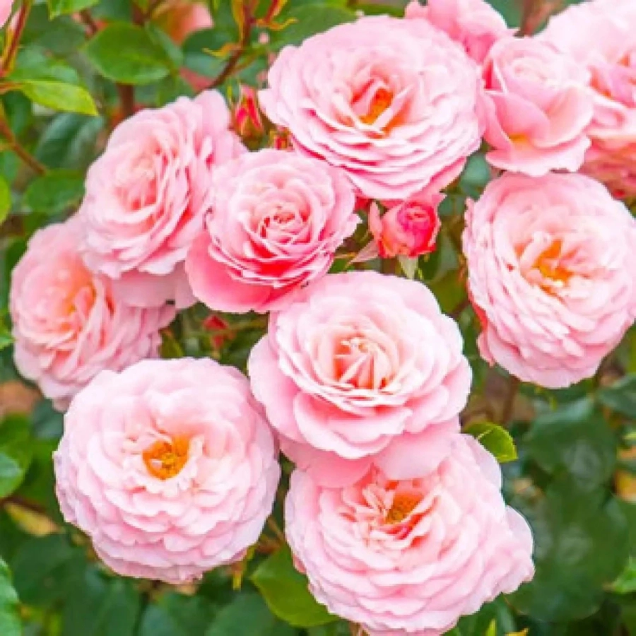 Trandafir Floribunda Pink la Ghiveci 3L - anul 3 1