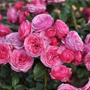 Trandafir Floribunda Pink Vaza la Ghiveci 3L - anul 3 1