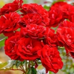 Trandafir Floribunda Red la Ghiveci 3L - anul 3 1
