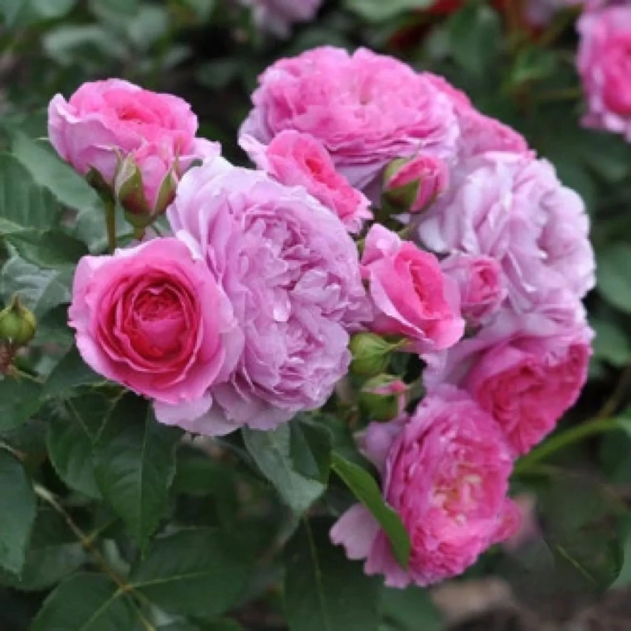 Trandafir Floribunda Renee van Wegberg la Ghiveci 3L - anul 3 1