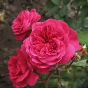 Trandafir Floribunda Sava Reka la Ghiveci 3L - anul 3 1