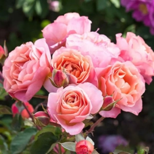 Trandafir Floribunda Trendy Fashion la Ghiveci 3L - anul 3 1