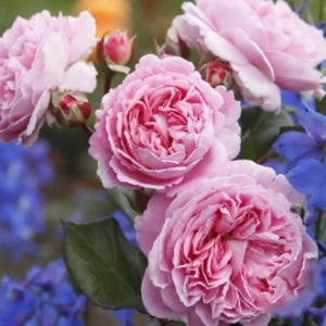 Trandafir Floribunda Vaza Lavender la Ghiveci 3L - anul 3 1