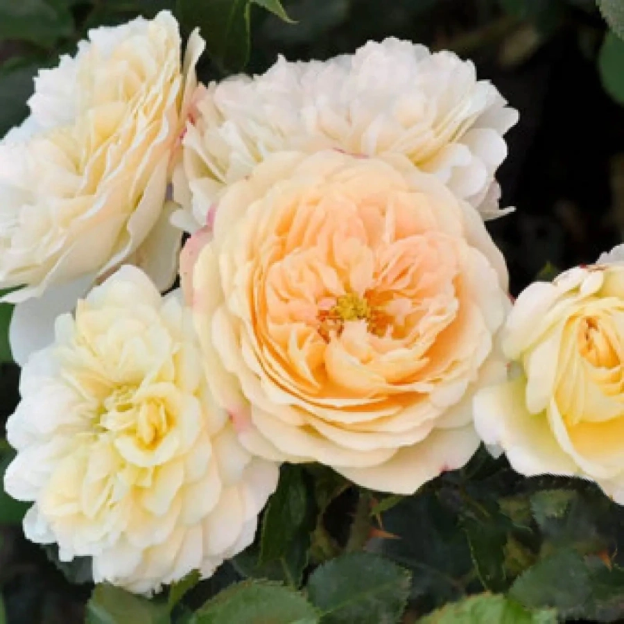 trandafir-floribunda-vaza-lemon Trandafir Floribunda Vaza Lemon la Ghiveci 3L - anul 3 1