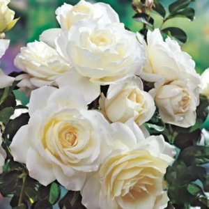 Trandafir Floribunda White la Ghiveci 3L - anul 3 1