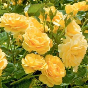 Trandafir Floribunda Yellow la Ghiveci 3L - anul 3 1