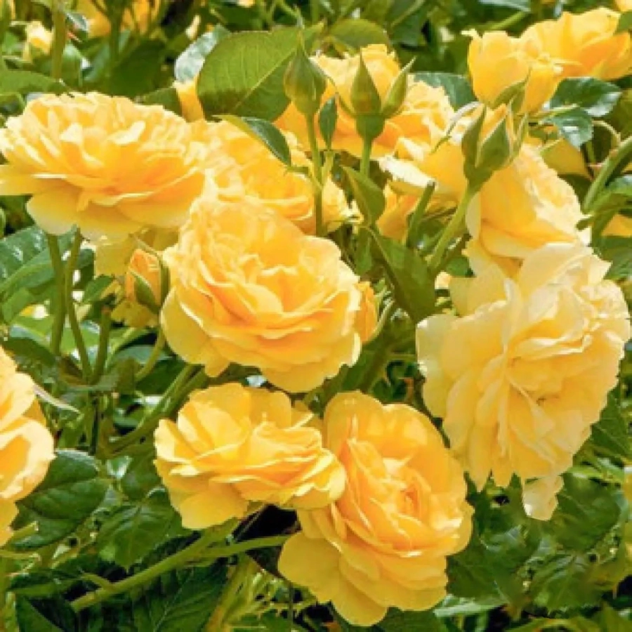 Trandafir Floribunda Yellow la Ghiveci 3L - anul 3 1