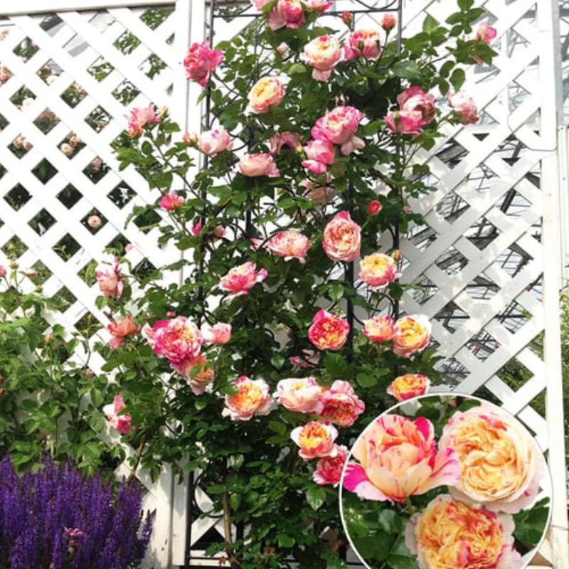 trandafir-impressionist Trandafir Catarator - Impressionist - Ghiveci 4 L - Anul 4 1