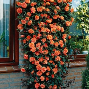 Trandafir Catarator - Orange - Ghiveci 4 L - Anul 4 1