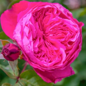 Trandafir Teahibrid Accademia la Ghiveci 3L - anul 3 1