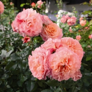 Trandafir Teahibrid Augusta Luise la Ghiveci 3L - anul 3 1