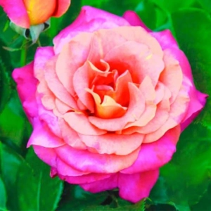 Trandafir Teahibrid Belle Epoque la Ghiveci 3L - anul 3 1