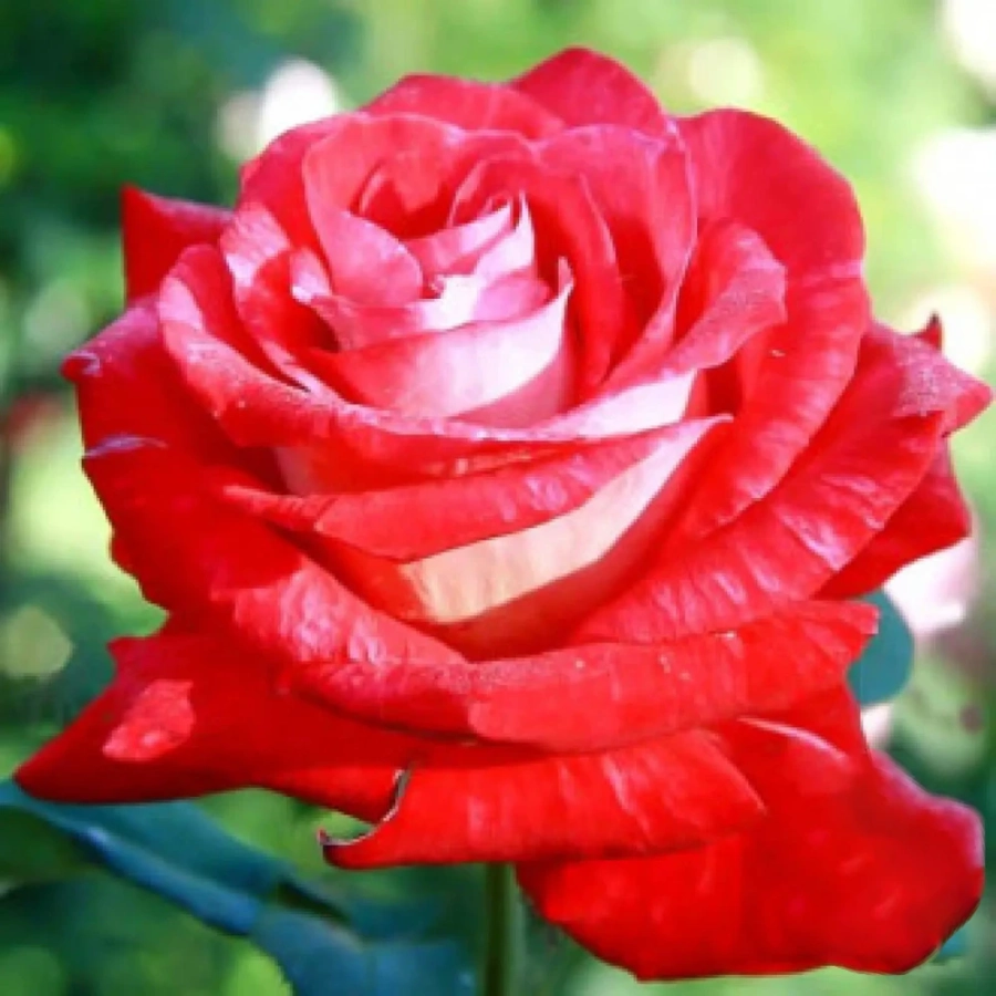 trandafir-teahibrid-bicolette Trandafir Teahibrid Bicolette la Ghiveci 3L - anul 3 1