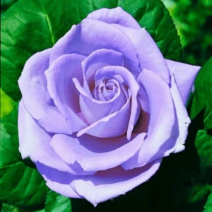 Trandafir Teahibrid Blue Monday la Ghiveci 3L - anul 3 1