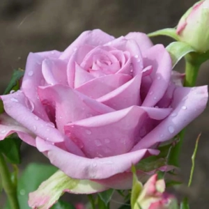 Trandafir Teahibrid Blue Violet la Ghiveci 3L - anul 3 1