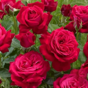 Trandafir Teahibrid Dame de Coeur la Ghiveci 3L - anul 3 1