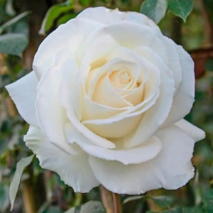 Trandafir Teahibrid Monna Lisa la Ghiveci 3L - anul 3 1