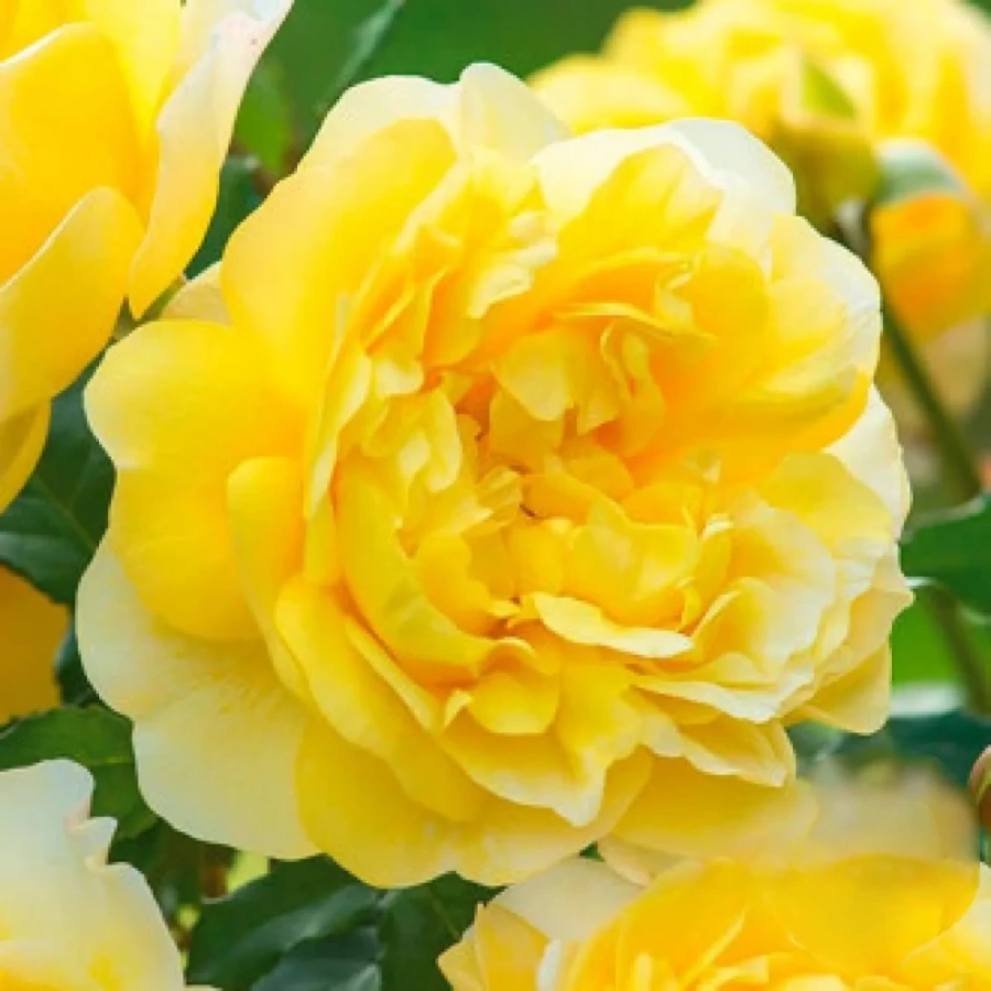 trandafir-teahibrid-old-gold Trandafir Teahibrid Old Gold la Ghiveci 3L - anul 3 1