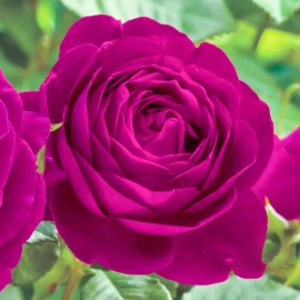 Trandafir Teahibrid Twilight Zone la Ghiveci 3L - anul 3 1