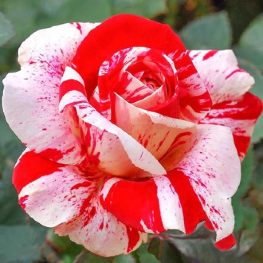 Trandafir Teahibrid White Red la Ghiveci 3L - anul 3 1