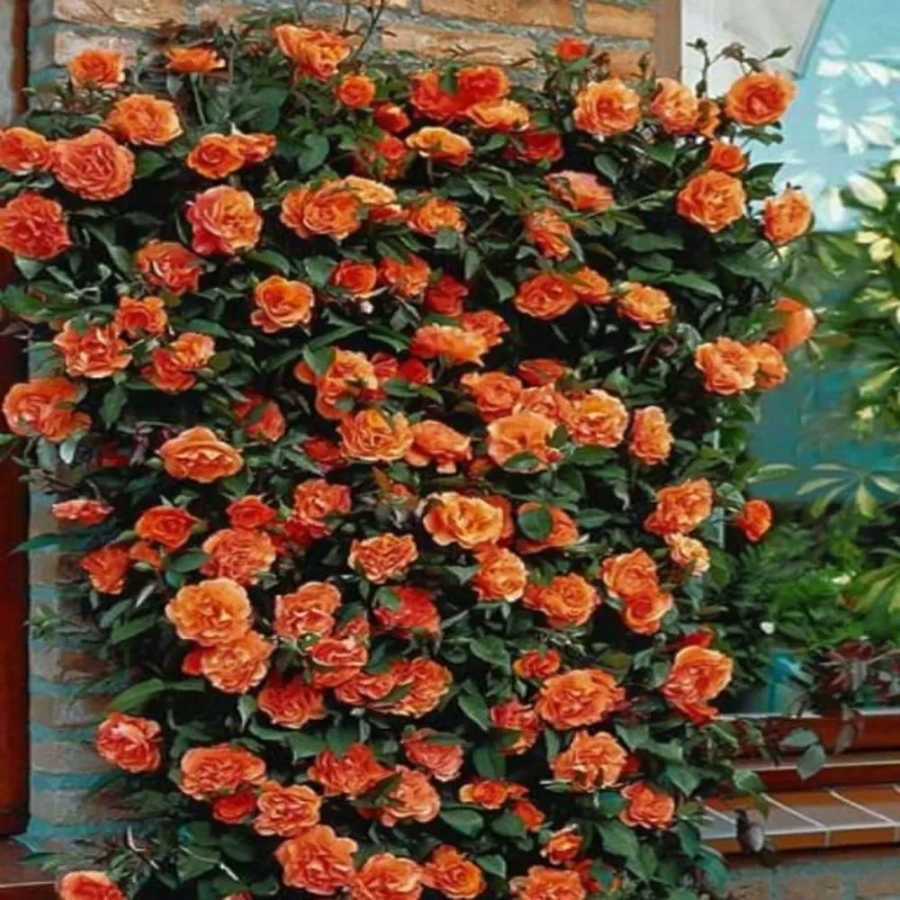 Trandafir urcator Orange la Ghiveci 3L - anul 3 1