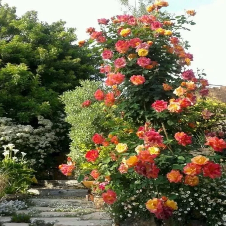 Trandafir urcator Orange Red la Ghiveci 3L - anul 3 1