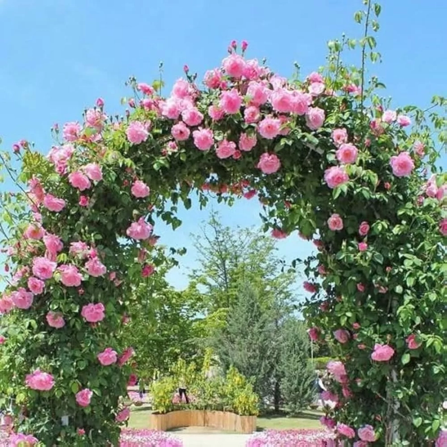 trandafiri-cataratori-pink Trandafir urcator Pink la Ghiveci 3L - anul 3 1