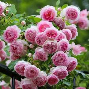 Trandafir urcator Pink Cloud la Ghiveci 3L - anul 3 1