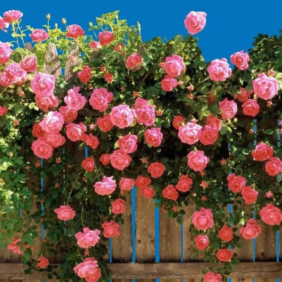 Trandafir urcator Pink Pearls la Ghiveci 3L - anul 3 1