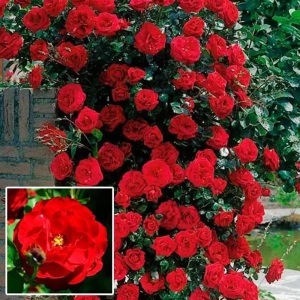 Trandafir urcator Red la Ghiveci 3L - anul 3 1