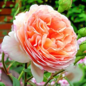 Trandafiri Englezesti Abraham Darby la Ghiveci 3L - anul 3 1