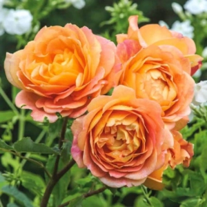 Trandafiri Englezesti Lady of Shalott la Ghiveci 3L - anul 3 1