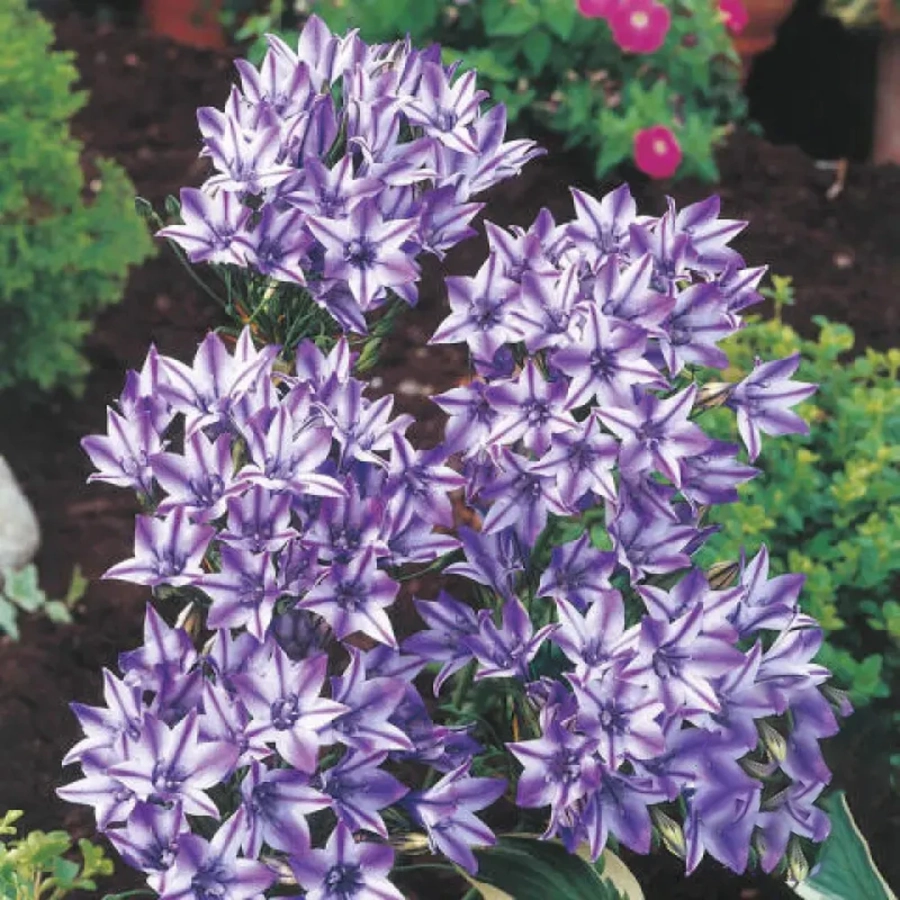 Bulbi de Triteleia Violet 1