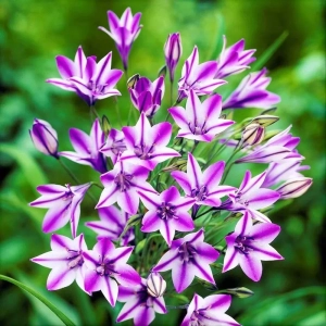 Triteleia