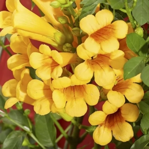 Campsis - Pipa Turcului - Judy - Ghiveci 2 l - Inaltime 70 - 90 cm 2