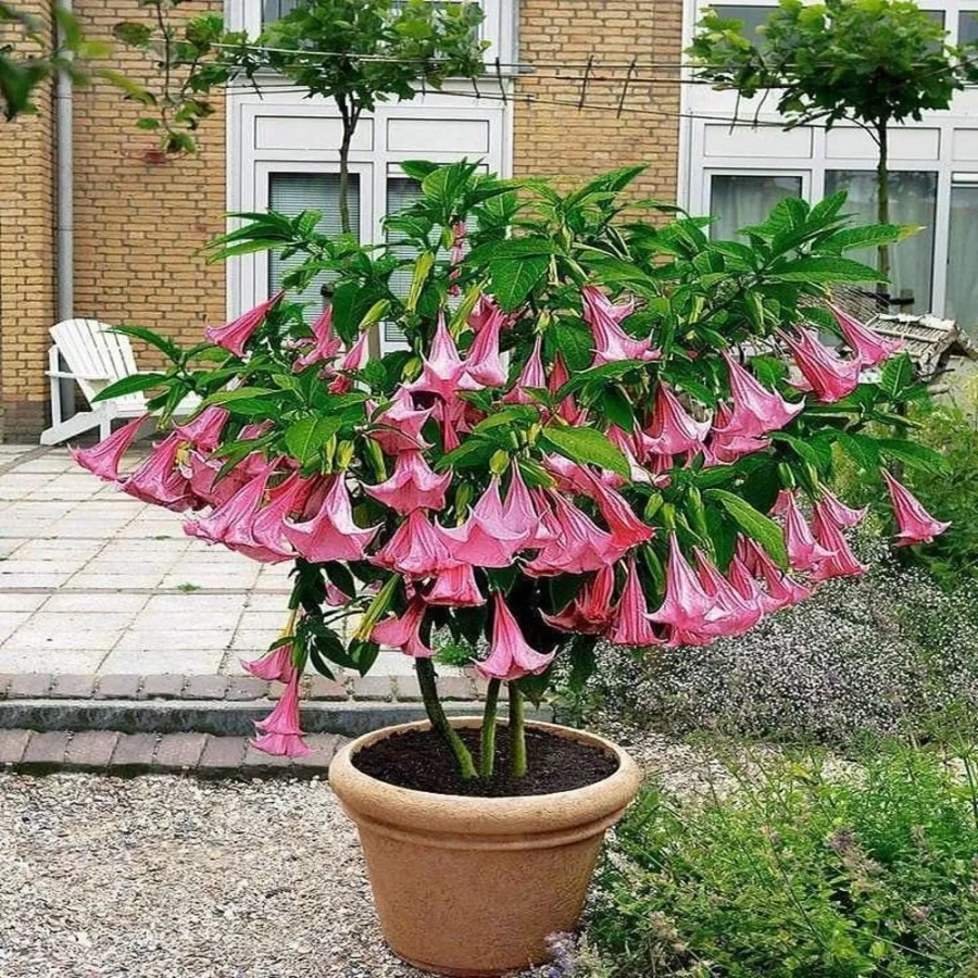 Trompeta Ingerilor Angels Pink la Ghiveci 2L (50-60 cm) 1