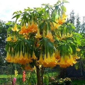 Trompeta Ingerilor
