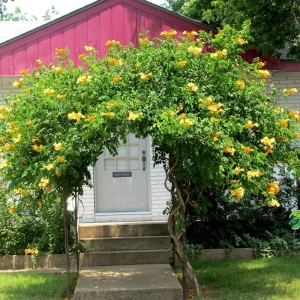 Campsis - Pipa Turcului - Judy - Ghiveci 2 l - Inaltime 70 - 90 cm 1