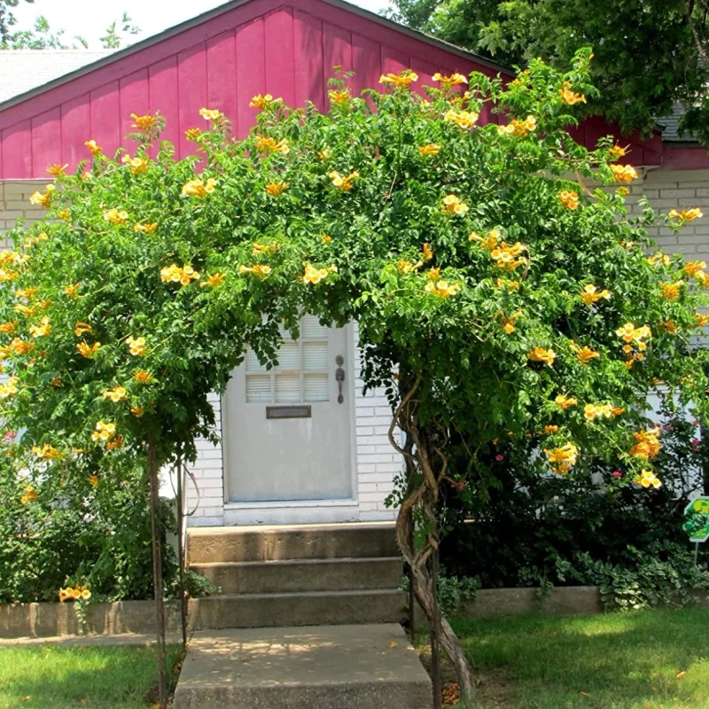 trompeta-ingerilor-galbena-1 Campsis - Pipa Turcului - Judy - Ghiveci 2 l - Inaltime 70 - 90 cm 1