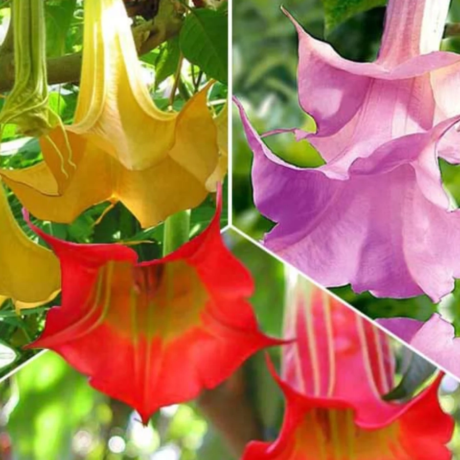 trompeta-ingerilor-mix-1 (1)