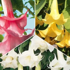 Trompeta Ingerilor Mix 1 - imagine 1