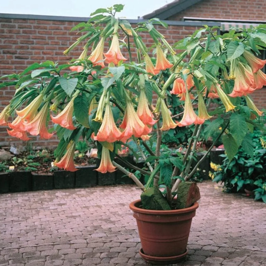 trompeta-ingerilor-portocalie