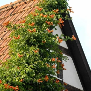 Campsis - Pipa Turcului - Radicans - Ghiveci 2 l - Inaltime 70 - 90 cm 1